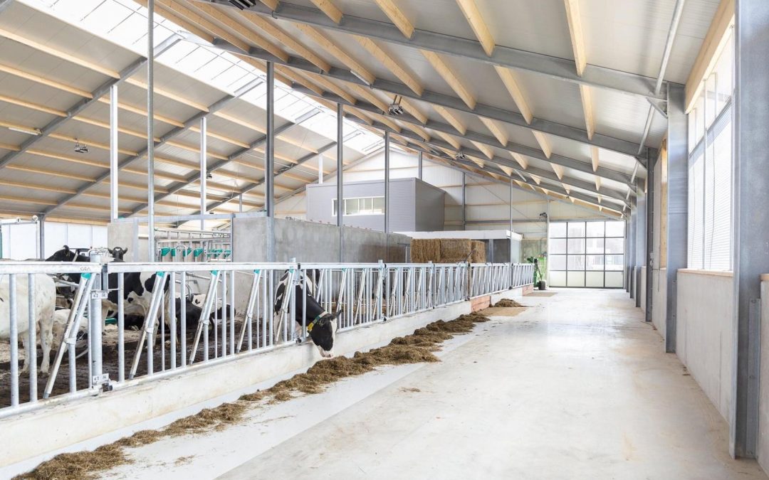 Nieuwbouw ligboxenstal Halling